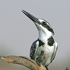 photo "Serial Killer - Pied Kingfisher - Ceryle rudis II"