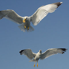 photo "The seagull"