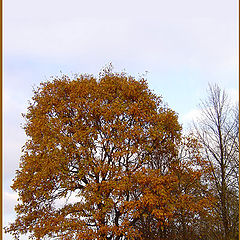 photo "The old oak at the forest edge in autumn"