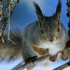 фото "squirrel"