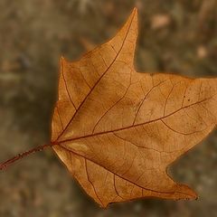 фото "Autumn leaf"