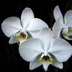 фото "Three Small Orchids"