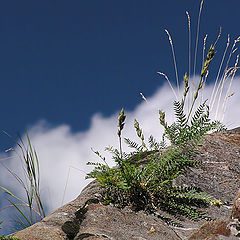 photo "On the stone."