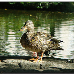 photo "Czech duck..."