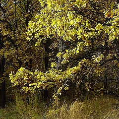 photo "Sun light in every leaf"