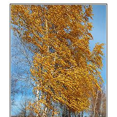 photo "Golden Tresses"