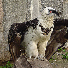 photo "The bearded vulture"