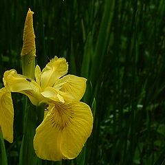 photo "Yellow flower"