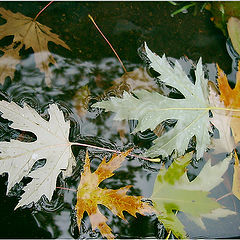 photo "About autumn and a superficial tension"