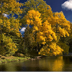 photo "Golden fall"