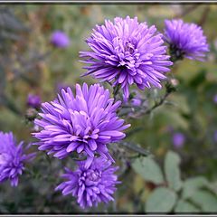 photo "Autumn flowers"