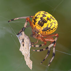 фото "Marbled Orb Weaver With Prey"