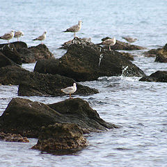 photo "Seaguls"