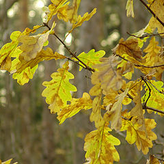 photo "Autumn it is time..."