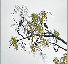 photo "Square with Ravens"