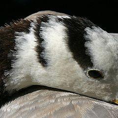 фото "Заныкался"