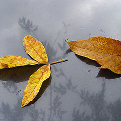 photo "Autemn reflection"