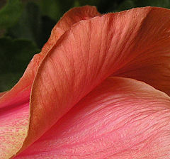 фото "hibiscus"