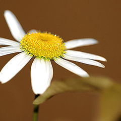 photo "Daisy"