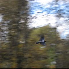 photo "At the speed of sound"