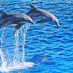 photo "Dolphins"