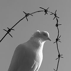 фото "Птица мира"