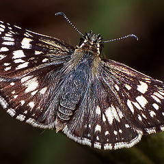 фото "Common Checkered Skipper"