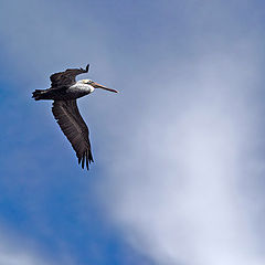 photo "About birds and people - 2"