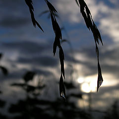 фото "After the rain"