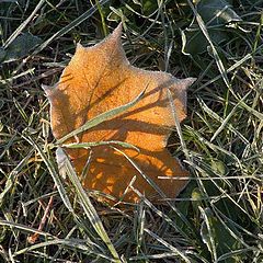 photo "First frost"