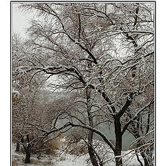 photo "First Snow"