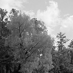 photo "The tree #2  bw"