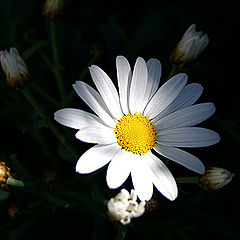 photo "Daisy under a light ray"