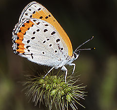 photo "On a spiky ground"