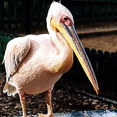 photo "Pelican"