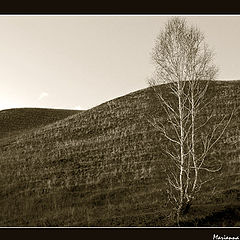 photo "Solitude"