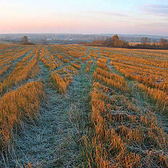 photo "Frosty morning"