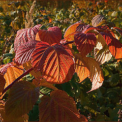 photo "The branch covered by the sun"