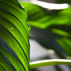 фото "Leaf"