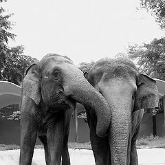 photo "Zoo, eliphants"