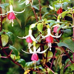 фото "Fuchsia"