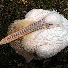 photo "Sword-bird against Sword-fish"