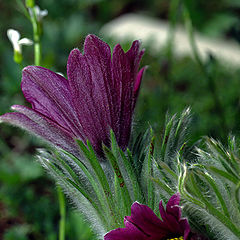 photo "Flower"