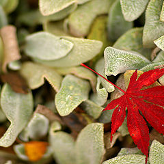 photo "Play of colours"