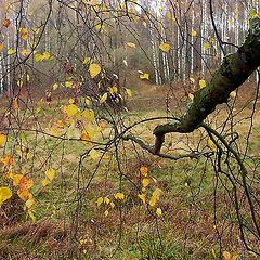 photo "Birches"