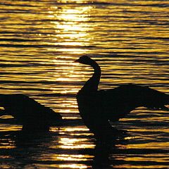 фото "sunset geese"