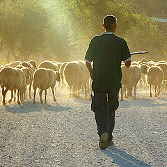 photo "The Good Shepherd"