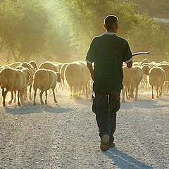 фото "The Good Shepherd"