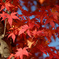 photo "Red Leaves with Blue Sky"