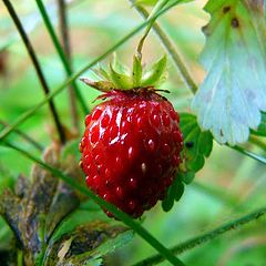 photo "wild strawberry"